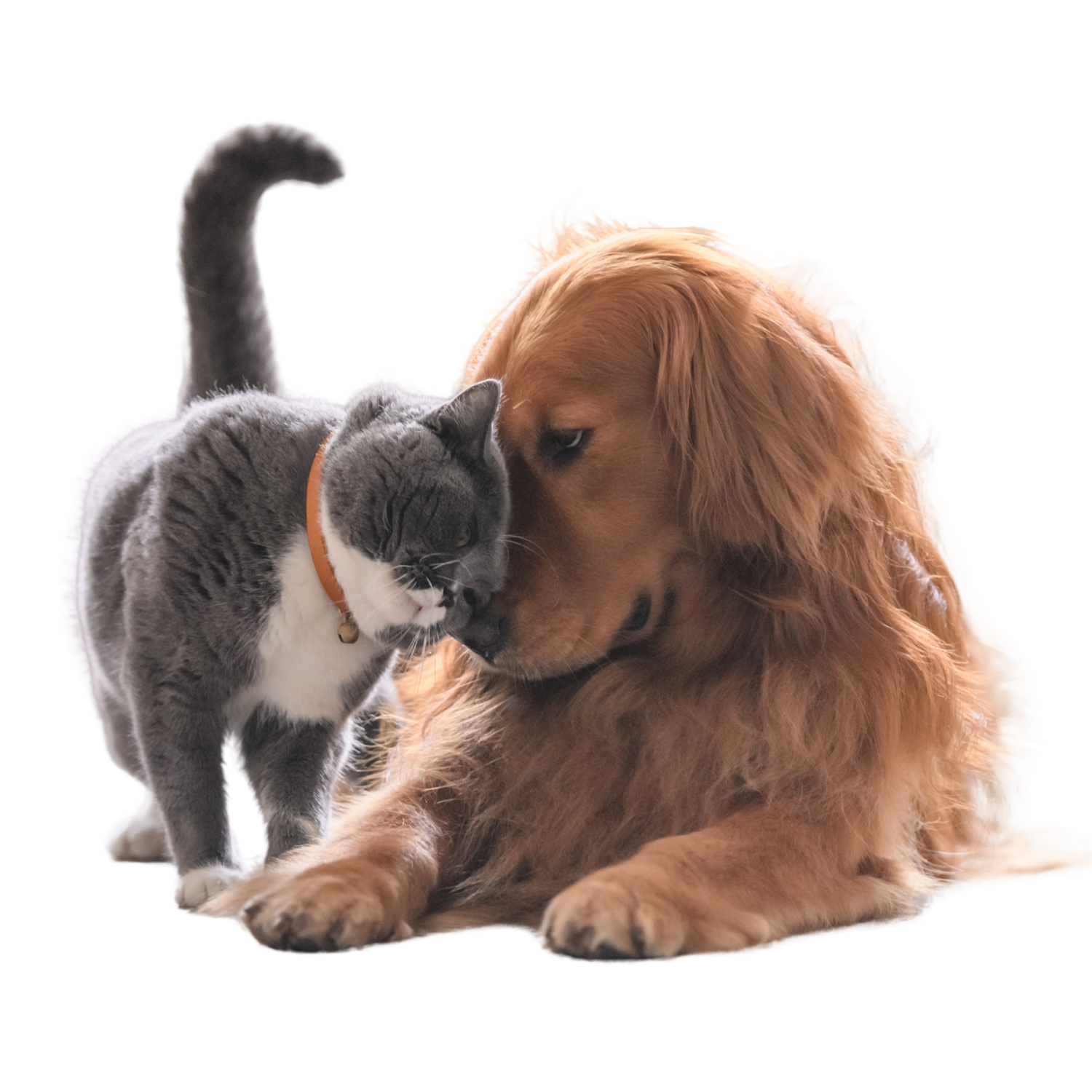 Pawsome Products